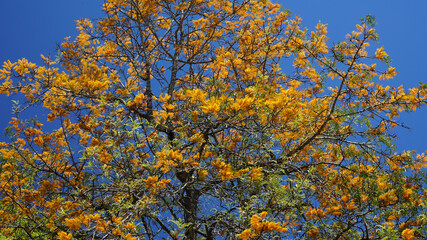 Silky oak tree top in full bloom. Golden yellow flowers against a clear blue sky.
