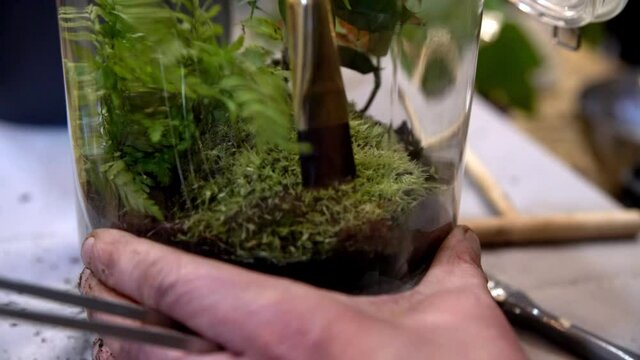 Moss being combed by soft brush while creating an enclosed glass terrarium by female hands, Close up handheld shot
