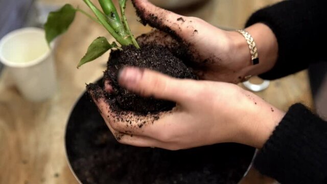Terrarium plant prepared with rich potting mix by female for inclusion in terrarium, Handheld close up shot