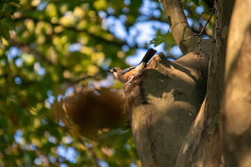 カケス！
カラスの仲間なのに色が綺麗。でも鳴き声を聞くとやっぱり…