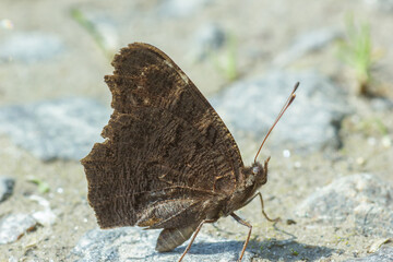 European peacock butterfly sitting on road, soft selective focus