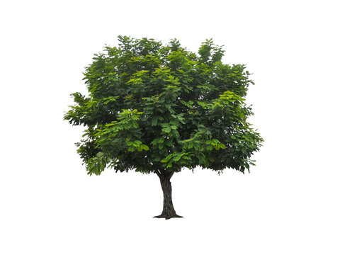 isolated green tree with clipping path on white background a peltophorum pterocarpum tree is topical plant for park decoration and environment conservation