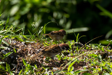 House Sparrow (Passer domesticus) in nature