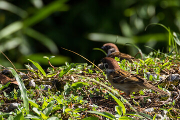 House Sparrow (Passer domesticus) in nature