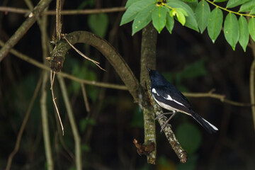 magpie robin bird perch on twig