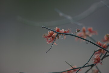 Capparis decidua, known in Hindi as karira or kerda, is a useful plant in its marginal habitat. Its...