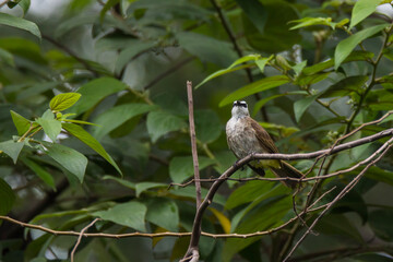 bulbul bird perched on a twig in nature