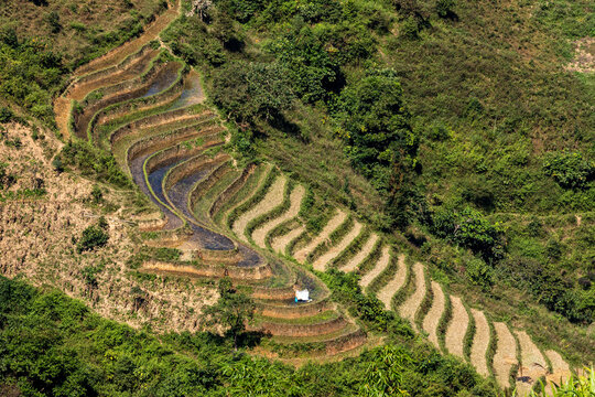Rice terrace in the Landscape of the Ha Giang Loop in Vietnam