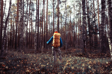 autumn camping in the forest, a male traveler is walking through the forest, yellow leaves landscape in October.