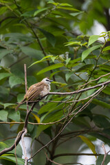 bulbul bird perched on a twig in nature