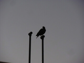 Silhouette image of a bird sitting on a pole