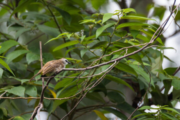 bulbul bird perched on a twig in nature