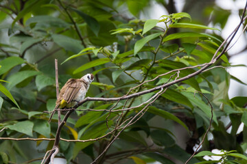 bulbul bird perched on a twig in nature