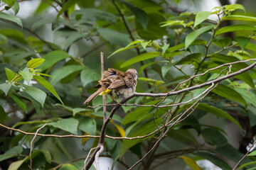 bulbul bird perched on a twig in nature