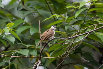 bulbul bird perched on a twig in nature