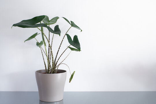 Alocasia Zebrina With Beautiful Leafs And Stems In Pot.