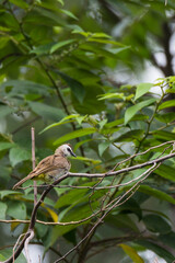 bulbul bird perched on a twig in nature