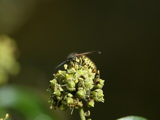 common wasp (Vespula vulgaris)