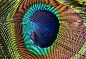 Close up of brown peacock feather with blue eye.