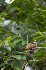 bulbul bird perched on a twig in nature