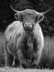 portrait of a highland cow in field