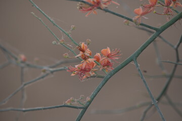 Capparis decidua, known in Hindi as karira or kerda, is a useful plant in its marginal habitat. Its...