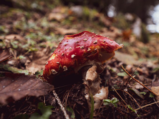 Closeup of a fly Agaric poisonous mushroom on a forest floor covered in fall and autumn leaves.