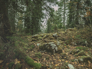 A misty atmospheric pine forest in the Swiss alps. Moss and lichen cover the trees and rocks in the damp lush forest setting.