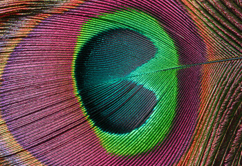 Close up of purple peacock feather with green eye, inverted colors.