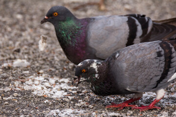 domestic pigeon in nature