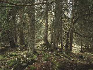 Fototapeta na wymiar A misty atmospheric pine forest in the Swiss alps. Moss and lichen cover the trees and rocks in the damp lush forest setting.