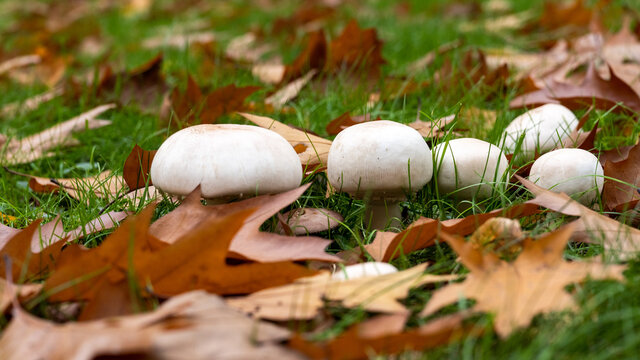 Der Wiesenchampignon ist ein schmackhafterer Speisepilz, doch es besteht Verwechslungsgefahr mit giftigen Doppelg&auml;ngern
