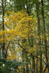 Harvest. Autumn. Autumn colors. Forest. Lakeweidenweg. Havelte. Drenthe Netherlands.