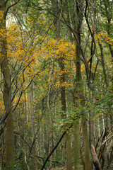 Harvest. Autumn. Autumn colors. Forest. Lakeweidenweg. Havelte. Drenthe Netherlands.