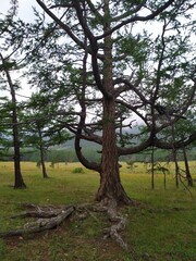 tree in the forest