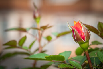 Single orange red rose bud on a green bush