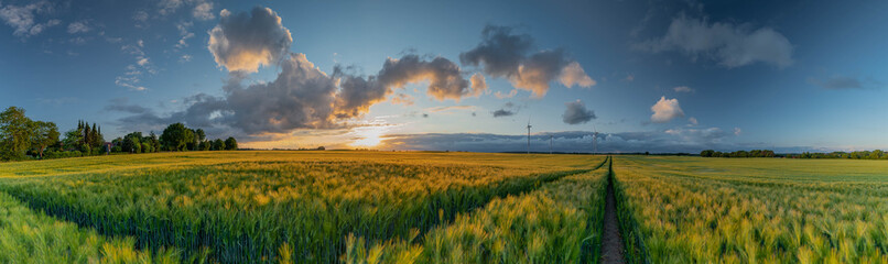 Road path in cereal field. Tractor tire tracks on the field. Panorama view of beautiful countryside...