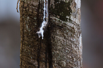rubber tapping natural asia in Malaysia
