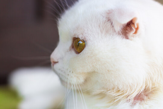 portrait of a white fluffy fold cat 
with amber eyes in profile, scottish fold cat close up