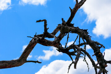 The branches of a withered tree against the backdrop of the blue sky with white clouds