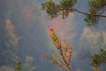 Farbenfrohe Herbstlandschaft in Oberfranken