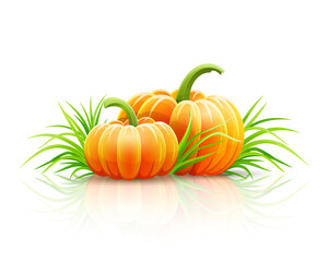 Ripe pumpkin vegetables in green grass, autumn harvest. Illustration.