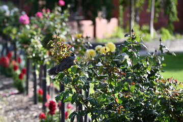 A noisy miner bird perched on a rose bush