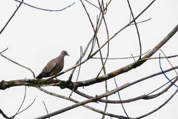 dove bird hanging on twig in nature