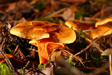 Pilze im herbstlichen Wald