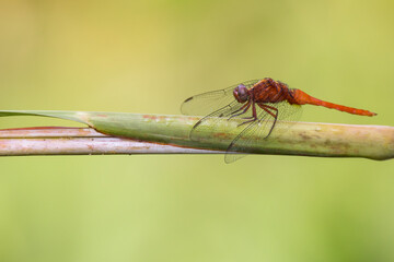 dragonfly with green background in nature
