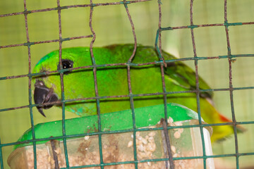 hanging parrot in the cage