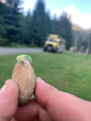 bird in hands