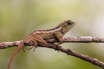 oriental garden lizard in nature