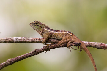 oriental garden lizard in nature